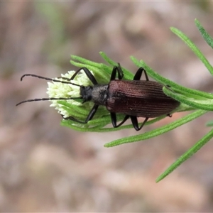 Homotrysis cisteloides at Kingsdale, NSW - suppressed