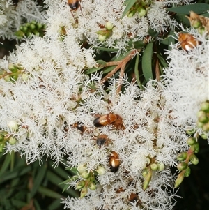 Phyllotocus macleayi (Nectar scarab) at Freshwater Creek, VIC by WendyEM