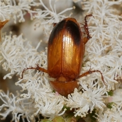 Phyllotocus macleayi at Freshwater Creek, VIC - 14 Dec 2024