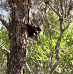 Vanessa itea (Yellow Admiral) at Kalbarri, WA - 26 Sep 2024 by GG