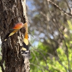 Vanessa itea at Kalbarri, WA - 26 Sep 2024 10:14 AM