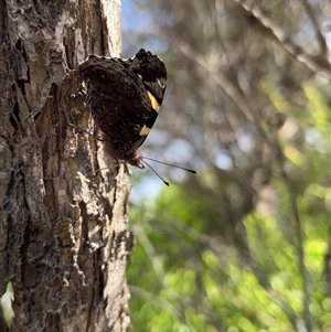 Vanessa itea at Kalbarri, WA - 26 Sep 2024 10:14 AM