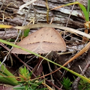 Epidesmia hypenaria at Kingsdale, NSW - suppressed