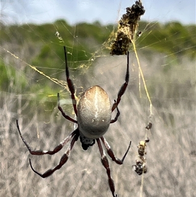 Trichonephila edulis (Golden orb weaver) at Kalbarri, WA - 26 Sep 2024 by GG