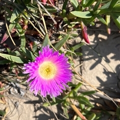 Unverified Plant at Gregory, WA - 26 Sep 2024 by GG