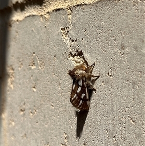 Ochrogaster lunifer at Gregory, WA by GG