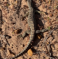 Unidentified Monitor or Gecko at Kalbarri National Park, WA - 26 Sep 2024 by GG