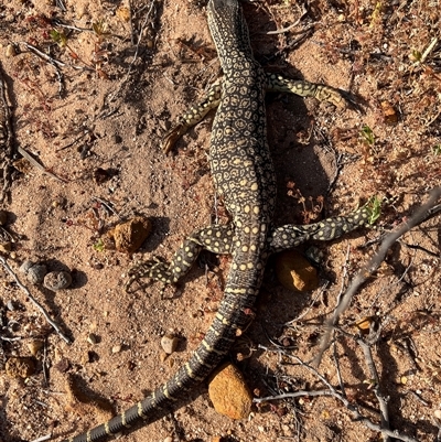 Unverified Monitor or Gecko at Kalbarri National Park, WA - 26 Sep 2024 by GG