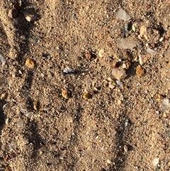 Rhytidoponera sp. (genus) (Rhytidoponera ant) at Kalbarri National Park, WA - 26 Sep 2024 by GG