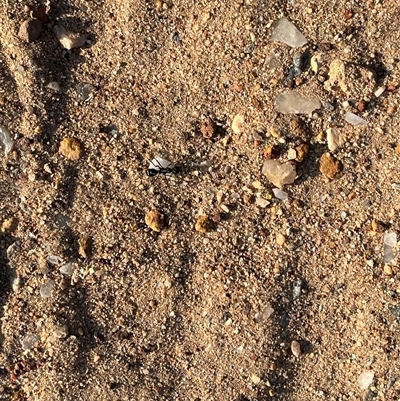 Unidentified Ant (Hymenoptera, Formicidae) at Kalbarri National Park, WA - 26 Sep 2024 by GG