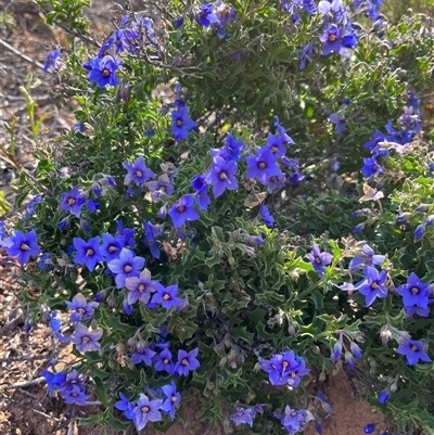 Unverified Plant at Kalbarri National Park, WA - 26 Sep 2024 by GG
