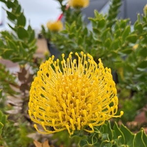 Unidentified Plant at Kalbarri, WA by GG