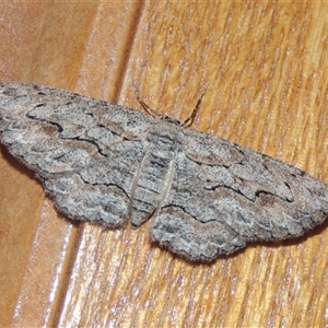 Ectropis bispinaria (Loop-line Bark Moth) at Conder, ACT by MichaelBedingfield