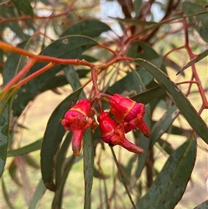 Unidentified Gum Tree at Kalbarri, WA by GG