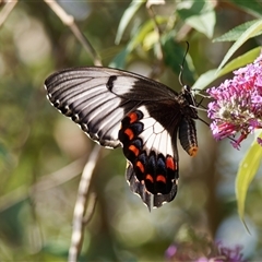 Papilio aegeus (Orchard Swallowtail, Large Citrus Butterfly) at Chisholm, ACT - 13 Dec 2024 by RomanSoroka