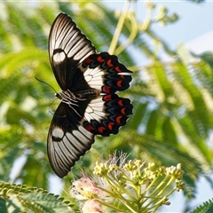 Papilio aegeus at Chisholm, ACT - 13 Dec 2024