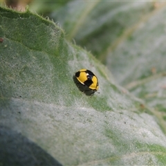 Illeis galbula (Fungus-eating Ladybird) at Conder, ACT - 19 Mar 2024 by MichaelBedingfield