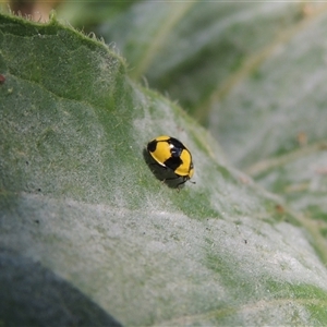 Illeis galbula (Fungus-eating Ladybird) at Conder, ACT by MichaelBedingfield