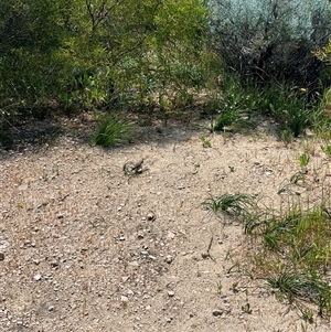 Gavicalis virescens at Jurien Bay, WA - 28 Sep 2024 12:31 PM