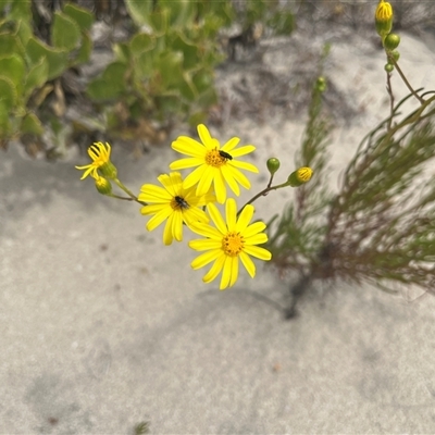 Senecio pinnatifolius var. latilobus (Variable Groundsel) at Jurien Bay, WA - 28 Sep 2024 by GG