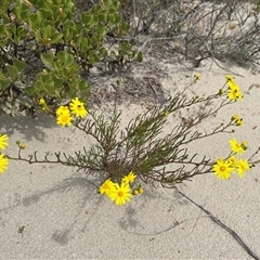 Senecio pinnatifolius var. latilobus at Jurien Bay, WA - 28 Sep 2024 12:18 PM