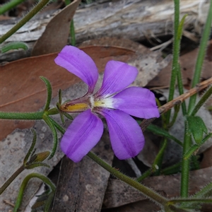 Scaevola ramosissima at Penrose, NSW - 28 Oct 2024