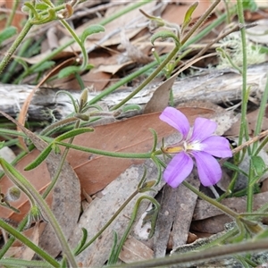 Scaevola ramosissima at Penrose, NSW - 28 Oct 2024