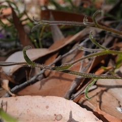 Scaevola ramosissima at Penrose, NSW - 28 Oct 2024