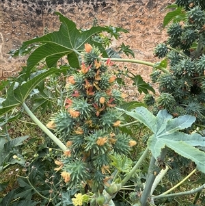 Unidentified Plant at Yallabatharra, WA by GG