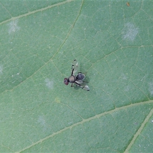 Pogonortalis doclea at Conder, ACT by MichaelBedingfield