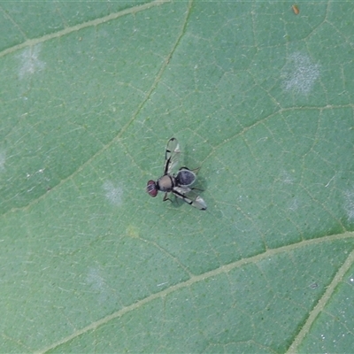 Pogonortalis doclea (Boatman fly) at Conder, ACT - 19 Mar 2024 by MichaelBedingfield