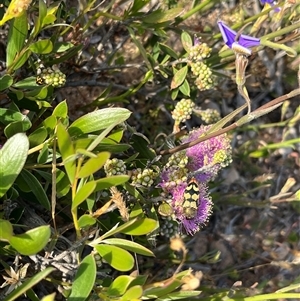 Unidentified Beetle (Coleoptera) at Kalbarri National Park, WA by GG