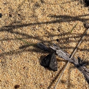 Uresiphita ornithopteralis at Kalbarri National Park, WA by GG