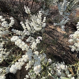 Unidentified Plant at Kalbarri National Park, WA by GG