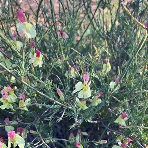 Unidentified Plant at Kalbarri National Park, WA by GG