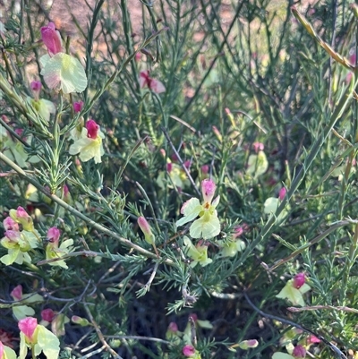 Unverified Plant at Kalbarri National Park, WA - 26 Sep 2024 by GG