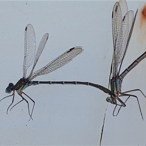 Austrolestes cingulatus at Yaouk, NSW - suppressed