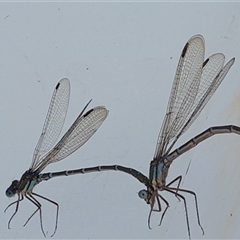 Austrolestes cingulatus at Yaouk, NSW - suppressed