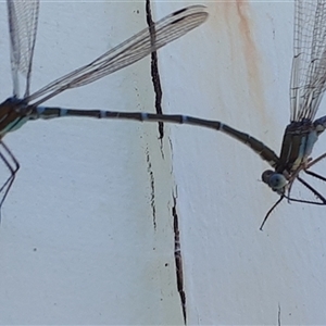 Austrolestes cingulatus at Yaouk, NSW - suppressed