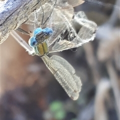 Austrolestes cingulatus at Yaouk, NSW - suppressed