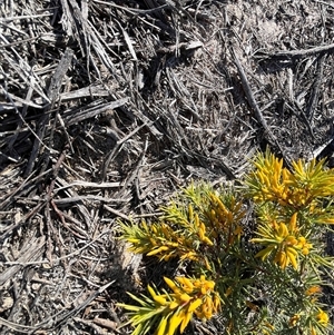 Unidentified Plant at Kalbarri, WA by GG