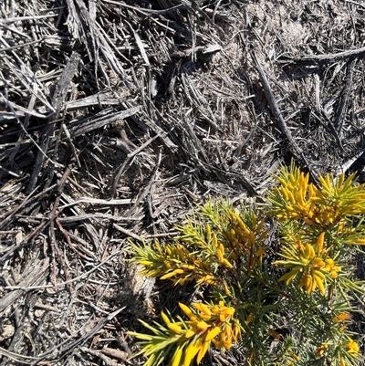 Unverified Plant at Kalbarri, WA - 25 Sep 2024 by GG