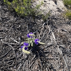 Unverified Plant at Kalbarri, WA - 25 Sep 2024 by GG