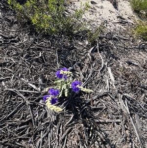 Unidentified Plant at Kalbarri, WA by GG