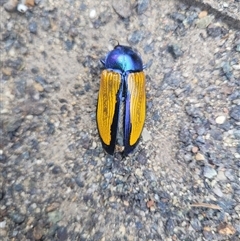 Temognatha suturalis (Boldly sutured jewel beetle) at Casey, ACT - 17 Dec 2024 by Brussell