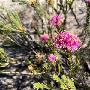 Unidentified Plant at Kalbarri, WA by GG