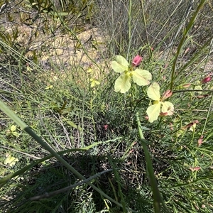 Unidentified Plant at Kalbarri National Park, WA by GG