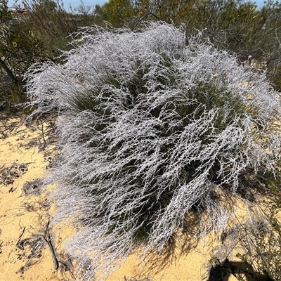 Unverified Plant at Kalbarri National Park, WA - 24 Sep 2024 by GG