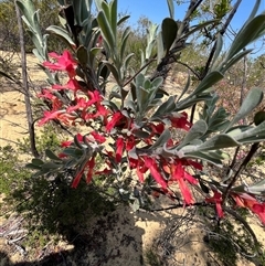 Unverified Plant at Kalbarri National Park, WA - 24 Sep 2024 by GG