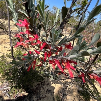 Unverified Plant at Kalbarri National Park, WA - 24 Sep 2024 by GG